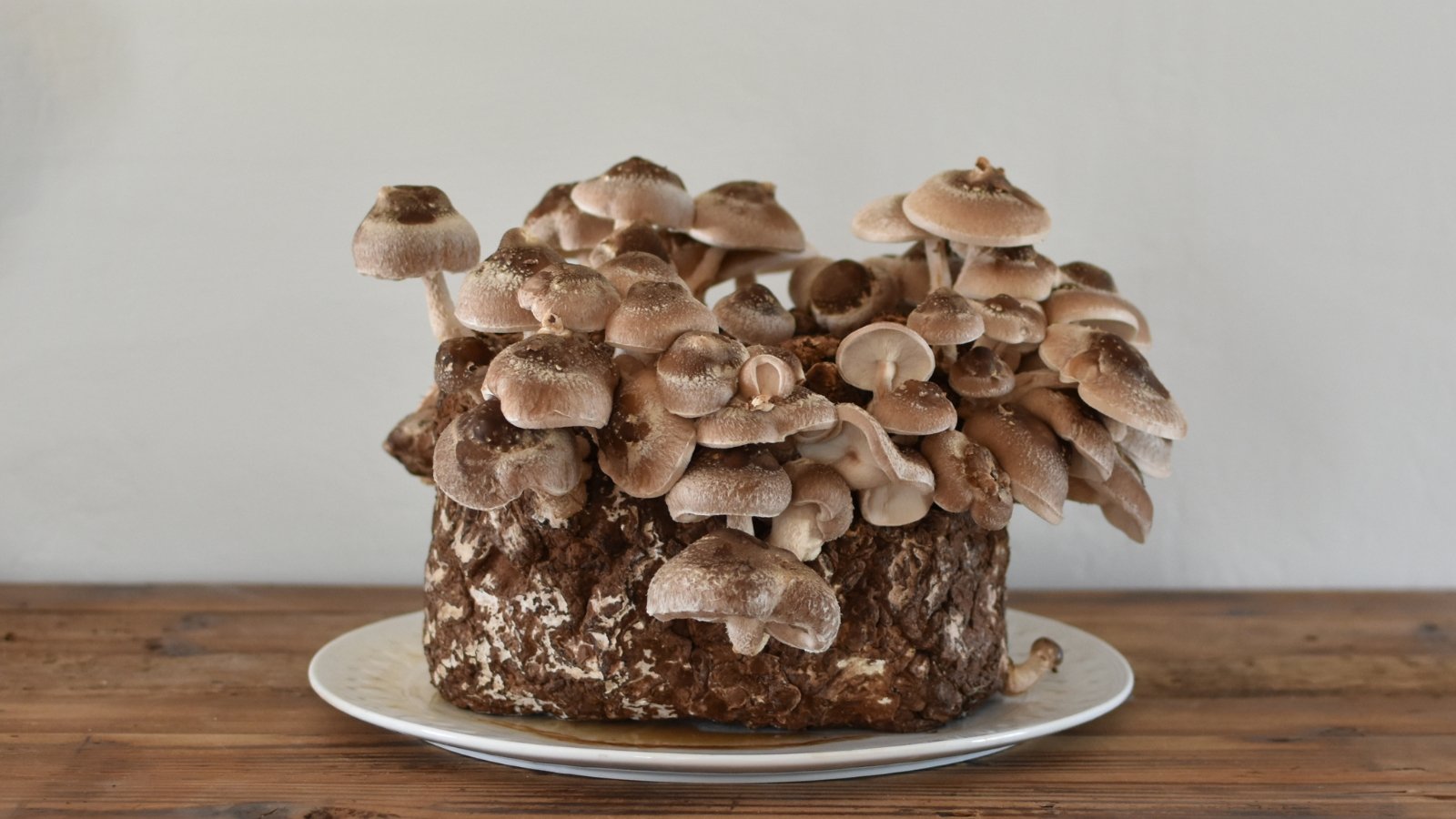 A single log sits atop a white plate, accompanied by a gathering of shiitake mushrooms, resting elegantly against the warm backdrop of a wooden table.