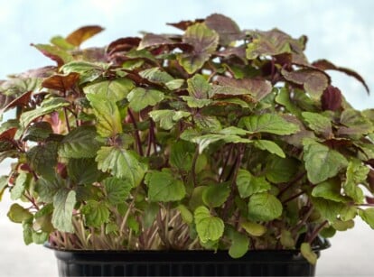Shiso Microgreens growing in a container that is sitting on a coutner.