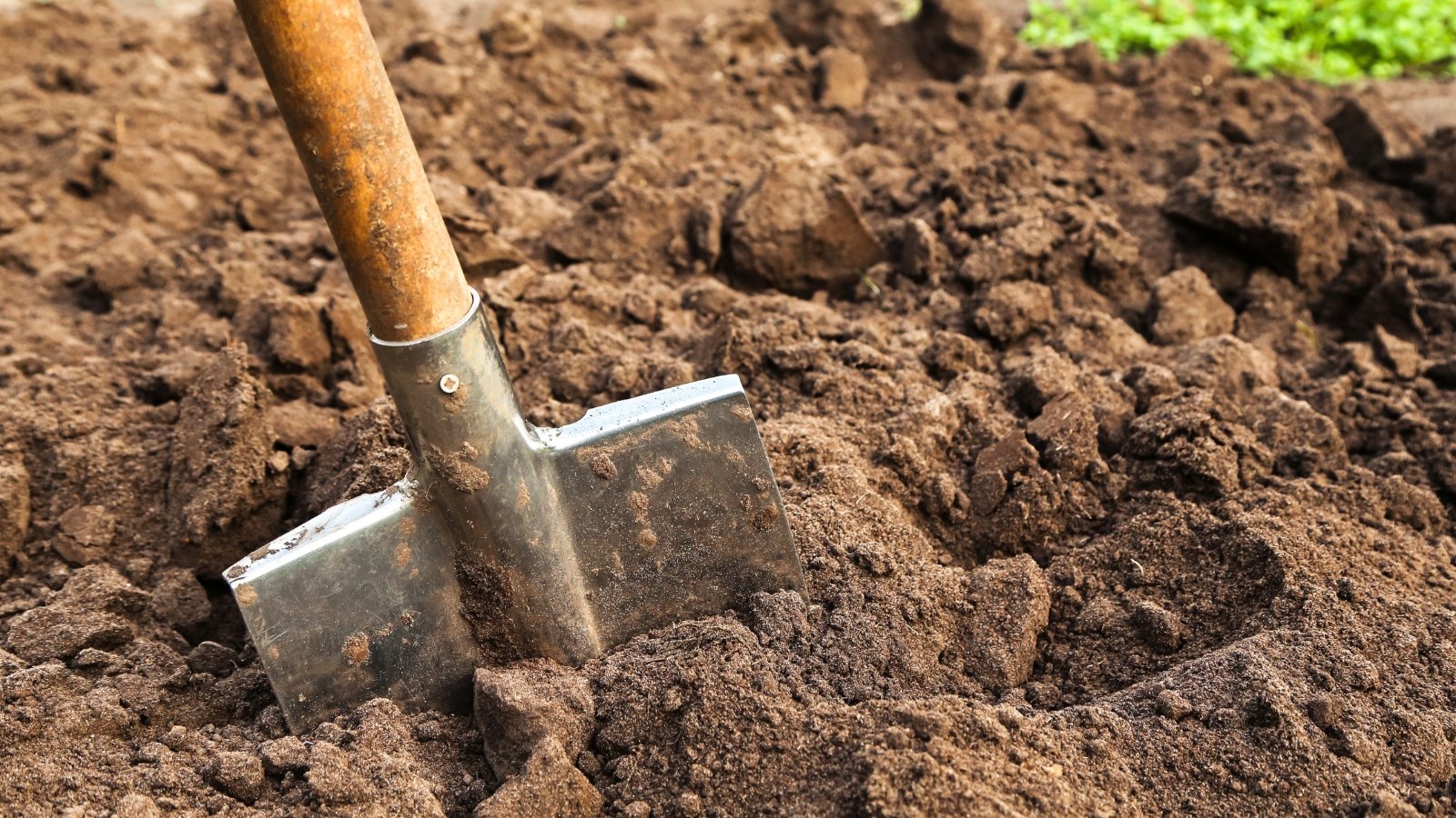 Close-up of a large garden shovel stuck into dug up soil in a garden.