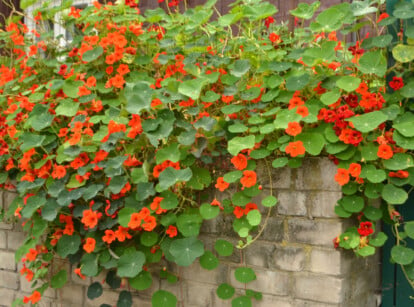 A billowing nasturtium plant with coral red flowers tumbles over a brick wall.