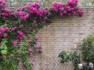 A gorgeous open blooming magenta rose climbs a brick wall.