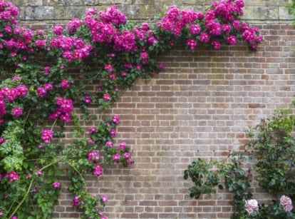 A gorgeous open blooming magenta rose climbs a brick wall.