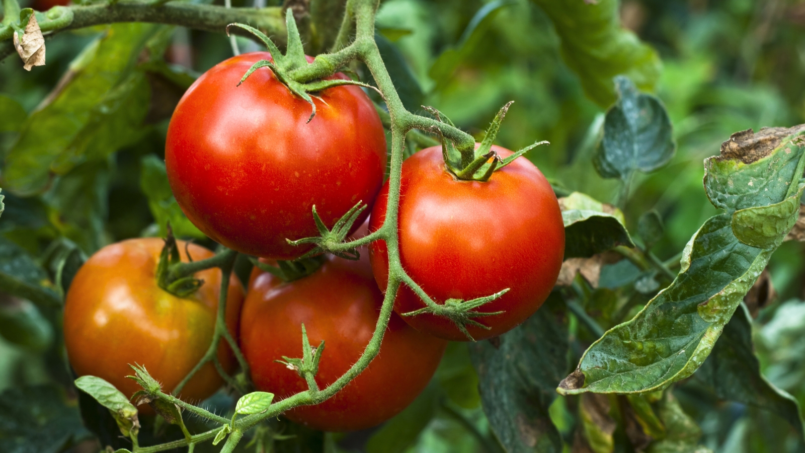 The Siberian tomato plant features vibrant green, serrated leaves and clusters of medium-sized, round fruits with a deep red coloration.