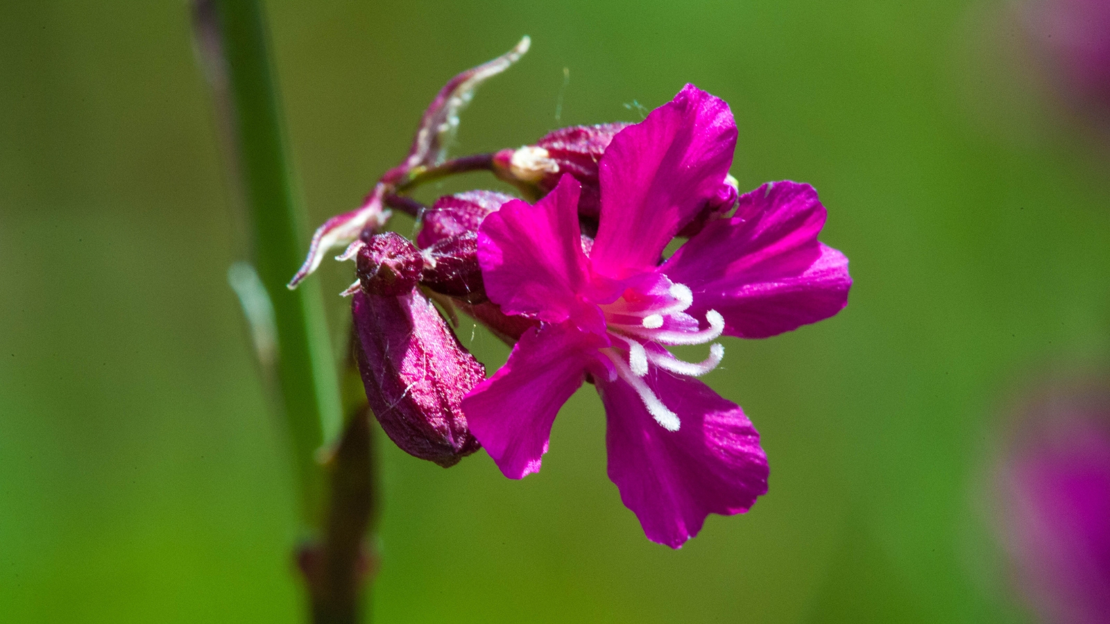 A close-up of a purple sticky catchfly flower basking in the sun's glow, its petals radiating under the golden light, while a soft blur of green foliage provides a serene backdrop.