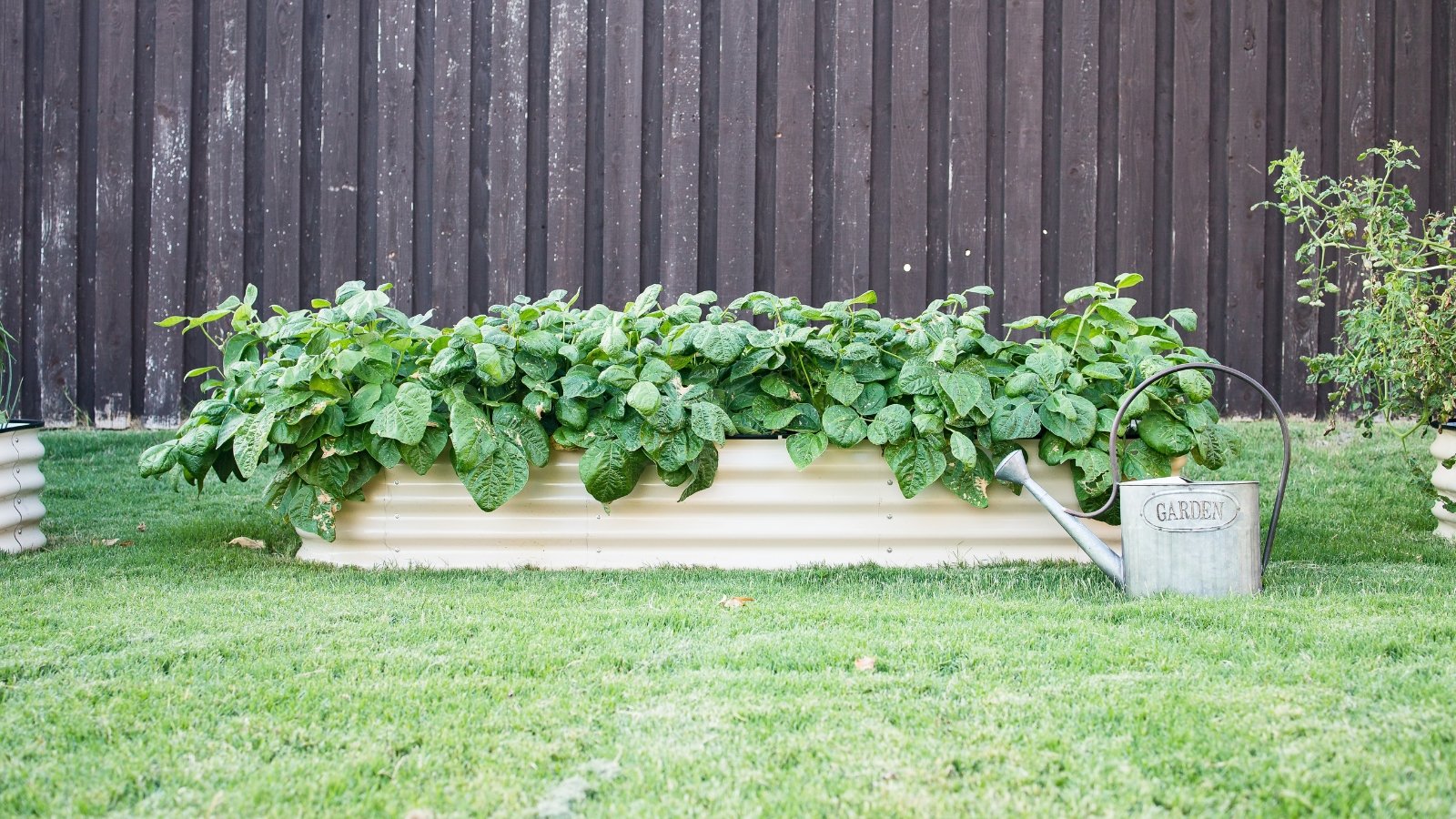 A white metal raised bed sits against a dark wooden fence, adorned with lush leaves cascading over its edges, creating a vibrant green contrast against the rustic backdrop.