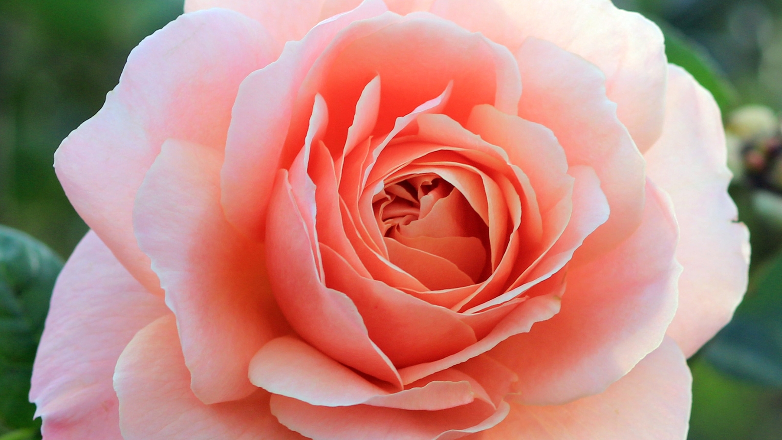 A close-up reveals the intricate beauty of a 'State of Grace' rose, showcasing its soft, delicate pink petals, gracefully unfurling in a mesmerizing display of natural elegance.