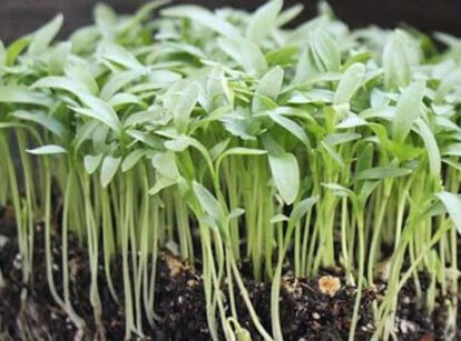 Slow Bolt cilantro microgreens