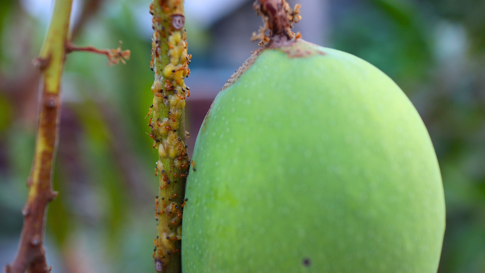 Close-up of a green mango fruit and stems affected by aphids and ants, set against a blurred garden background.