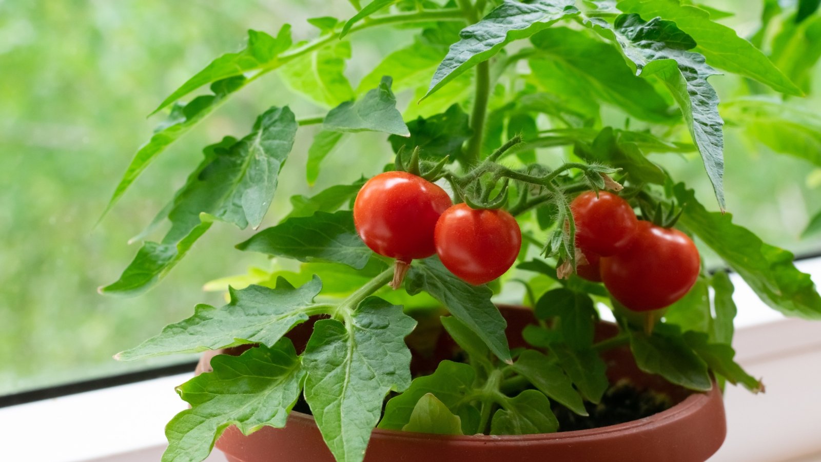 A thriving brown potted tomato plant sits on a sunlit window sill, its lush foliage framing clusters of vibrant red fruits, promising a harvest ripe with freshness and flavor.