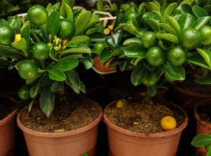 A close-up reveals dwarf lime trees flourishing in brown pots filled with soil, showcasing vibrant green fruits dangling from the branches. The fruits are small and spherical, resembling miniature limes ready for harvest. The leaves are glossy and vibrant, showcasing their lush, healthy appearance.