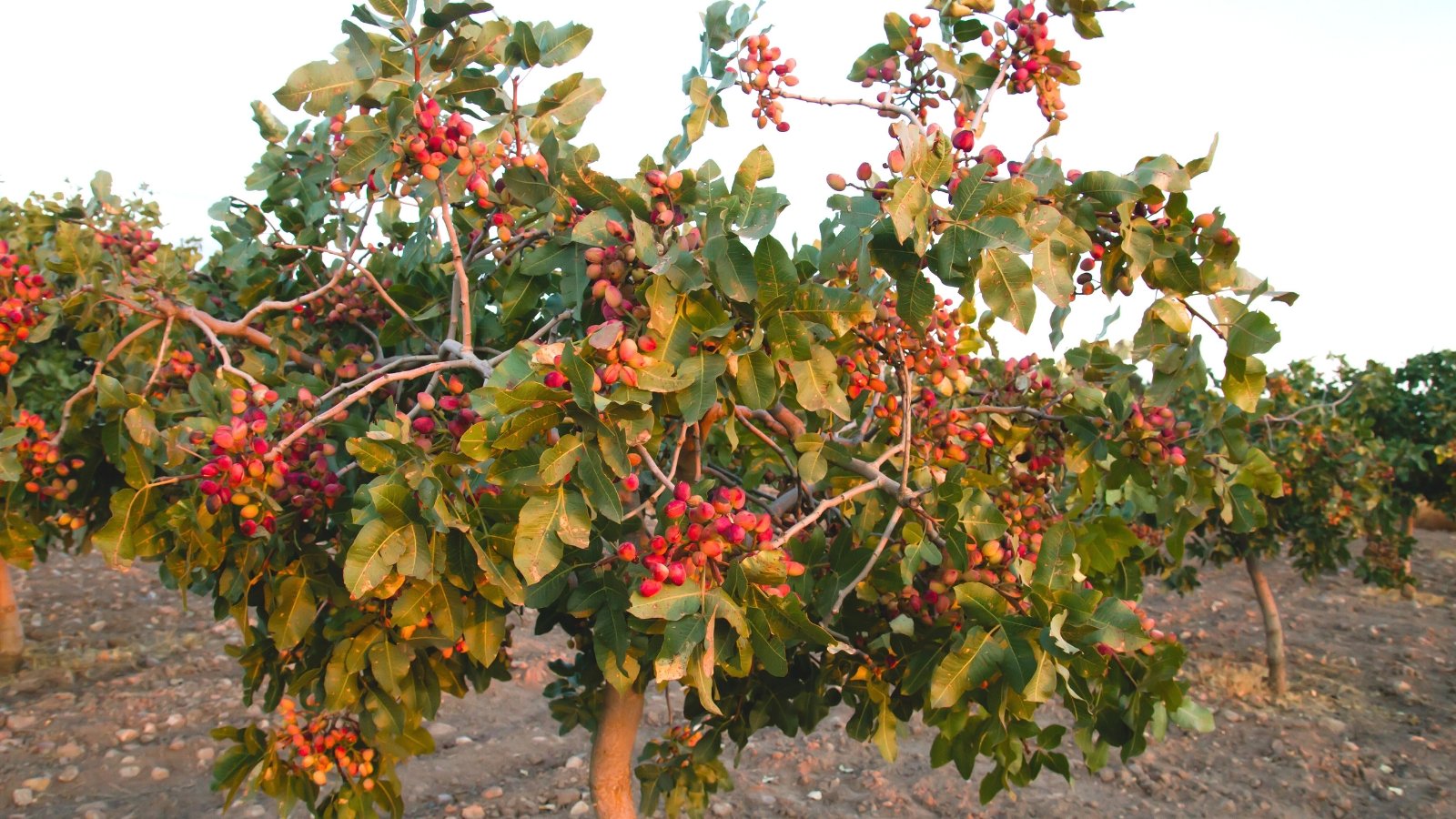 Close up of a medium sized tree on a tree farm, that has bright red clusters of its fruit, dispersed throughout the tree.