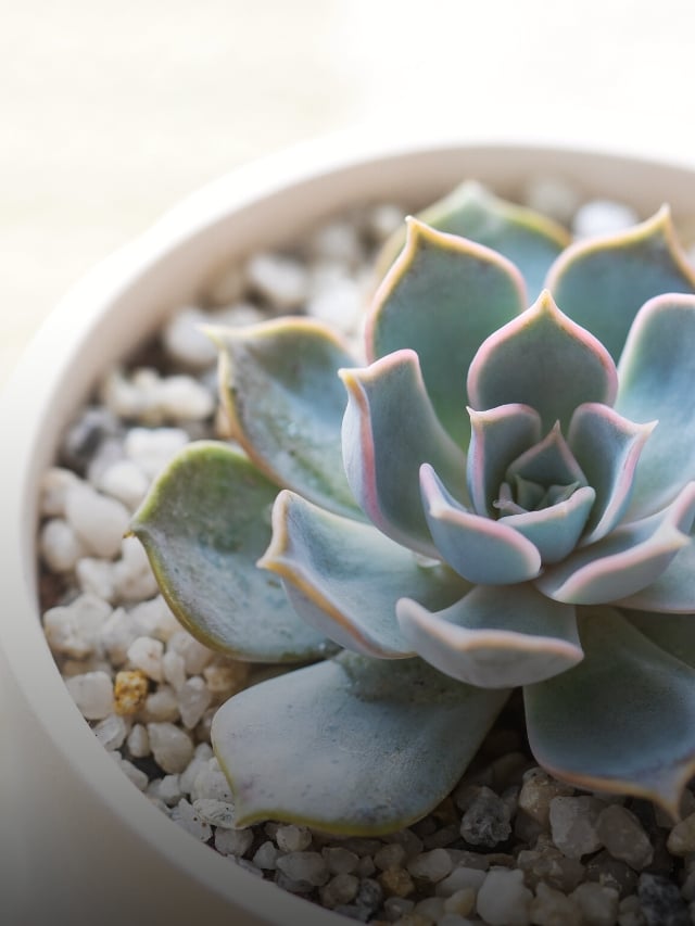 6 Succulent Growing Myths You Can Safely Ignore