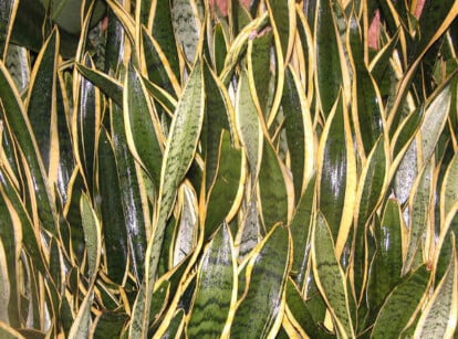 Snake plant propagation