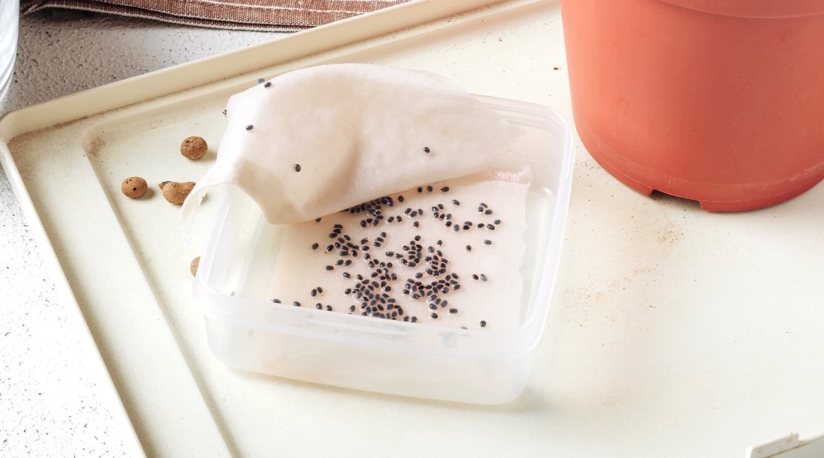 Close-up of seeds soaked in water before planting. The seeds are soaked in a white transparent tray with a white cloth in water. The tray stands next to the brown flower pot.