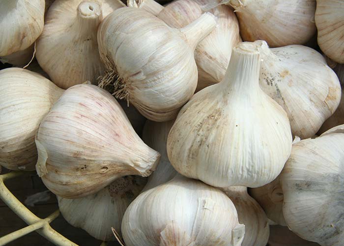 Softneck Garlic