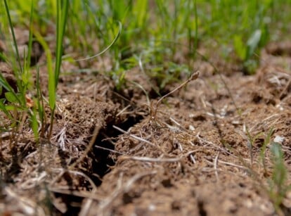 A close-up of soil with small green plants growing. The soil, once rich and brown, has experienced severe erosion and desertification due to prolonged drought and unsustainable farming practices, leaving it barren and lifeless.