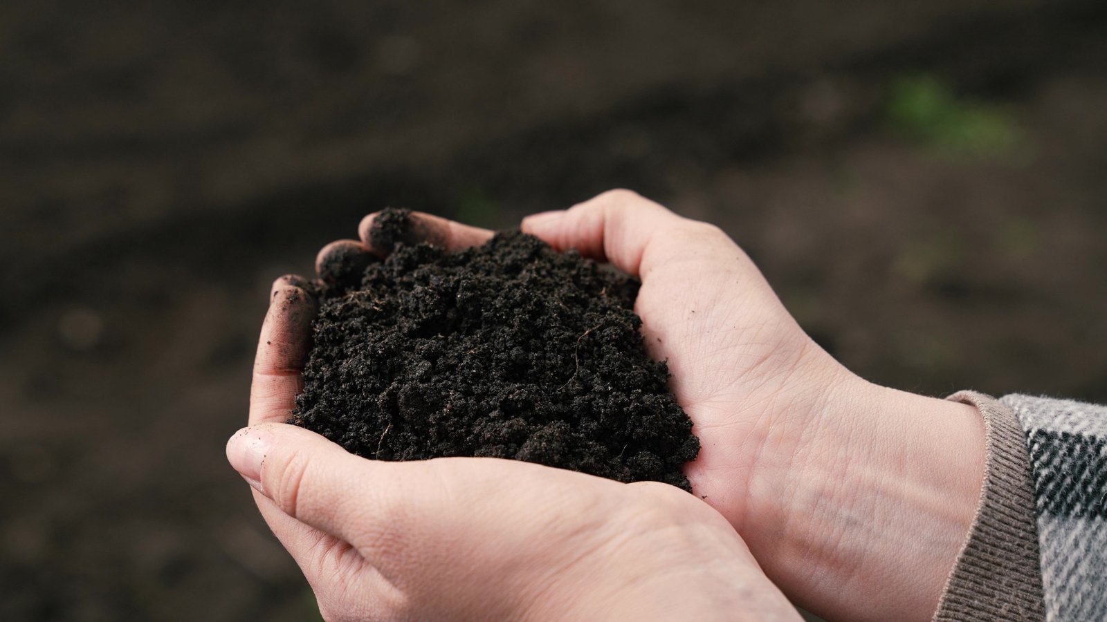 Close-up of a gardener's hands holding a handful of fresh, loose soil in a rich black color against a blurred background.