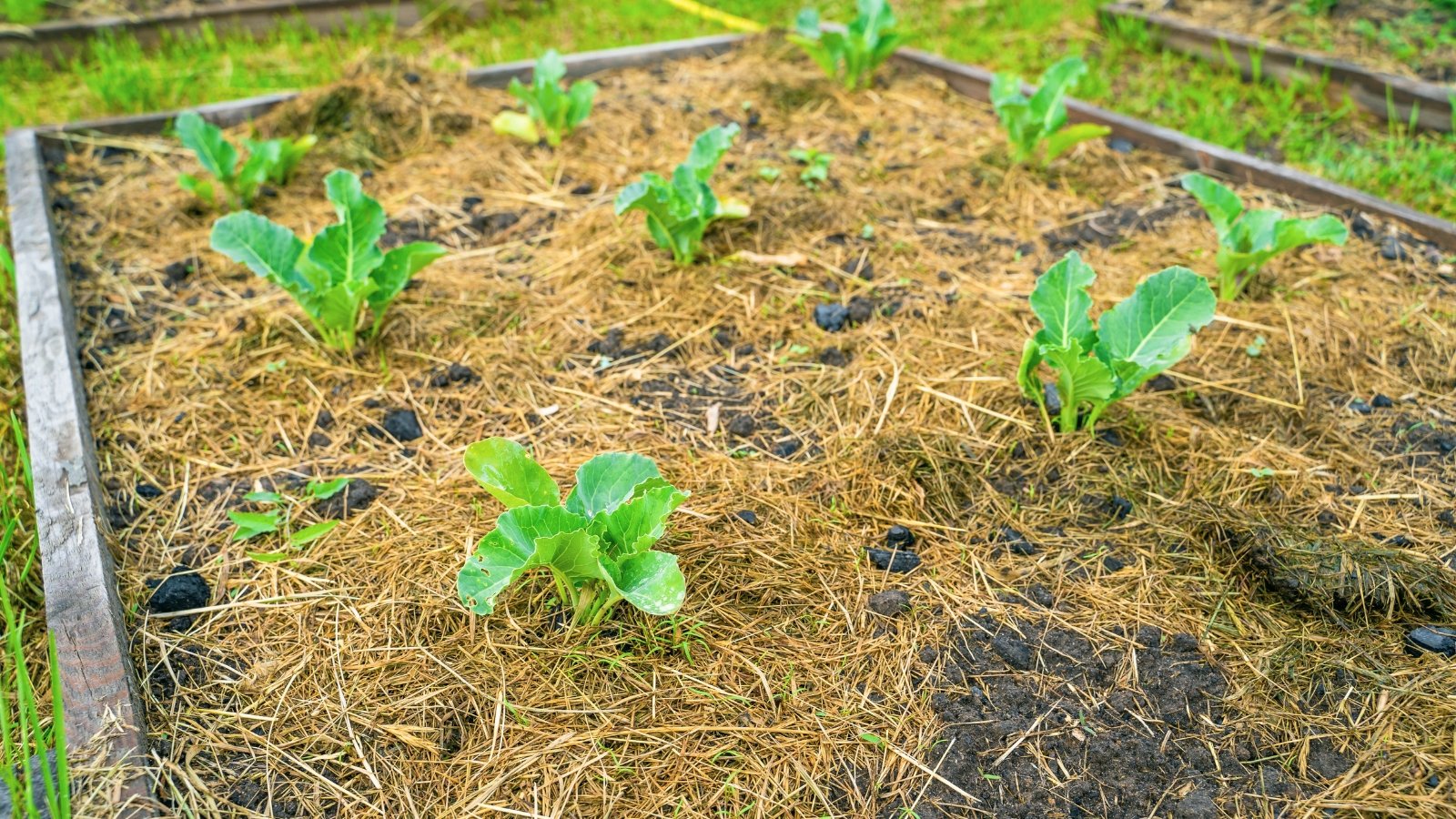 Close-up of a raised bed with a layer of mulch and young cauliflower seedlings growing in rows producing large, bright green leaves with slightly wavy edges.