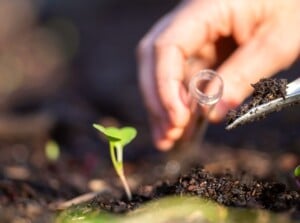 Soil test benefits. Close-up of a woman's hand scooping up soil with a small shovel in the garden to place it in a glass test tube. The soil is slightly moist, dark brown. A small seedling with a pair of smooth cotyledons grows in the soil.