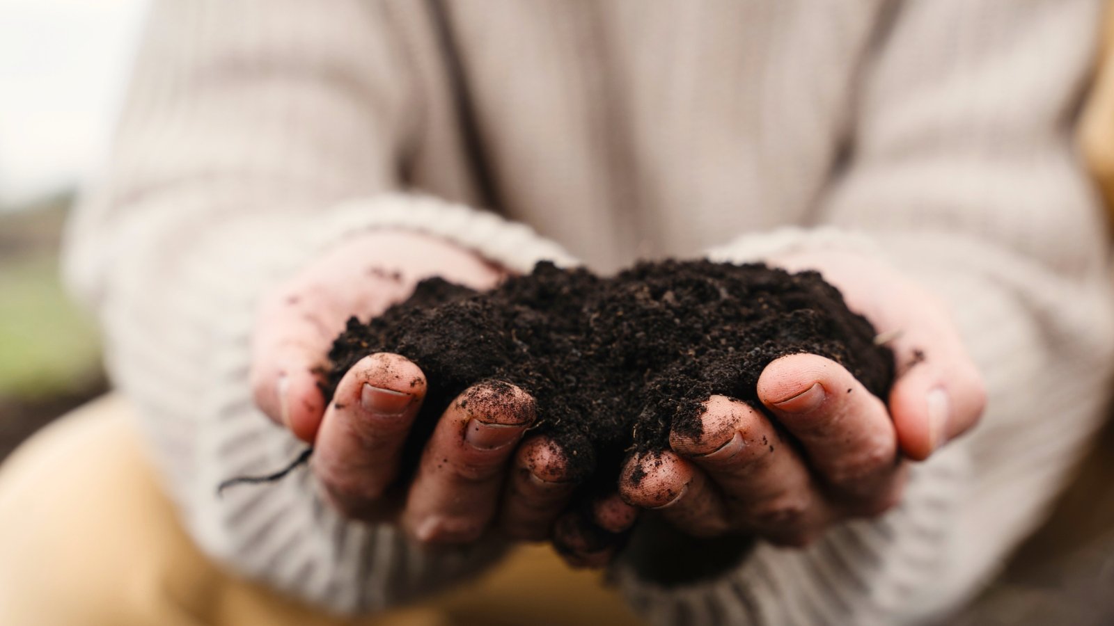 Close-up of a woman's hands with a handful of fresh, loose soil of a dark brown, almost black color.