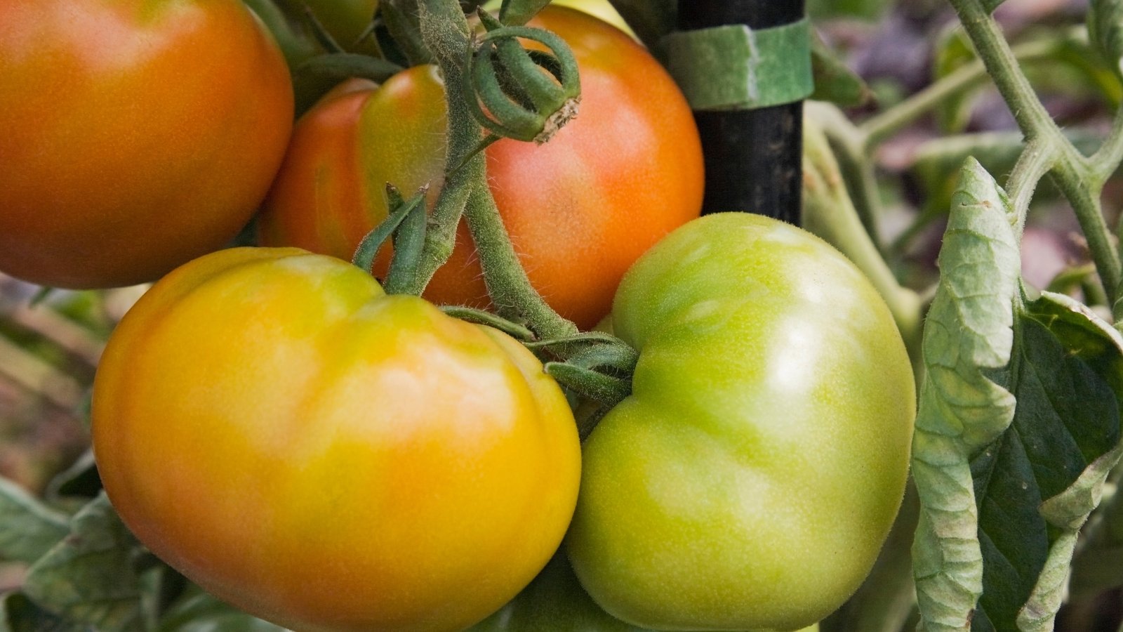 Close-up of ripening 'Chef's Choice Orange' tomato fruits in the garden. Solanum lycopersicum ‘Chef’s Choice Orange’ produces large, beefsteak-type tomatoes with a vibrant orange hue and exceptional flavor. The fruits feature a glossy, smooth skin and a hefty size, with a plump, juicy texture.