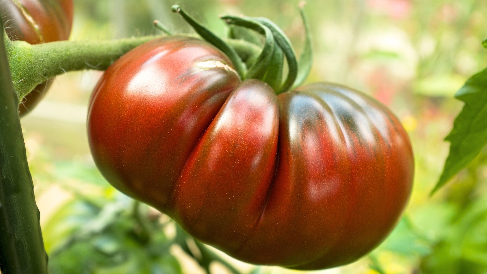 Close-up of a ripe 'Cherokee Carbon' tomato in the garden with a blurred background. The fruits feature a deep, dusky purple hue with subtle greenish-brown shoulders, giving them a rich and alluring coloration. Each tomato is characterized by its smooth, slightly ribbed skin and meaty texture.