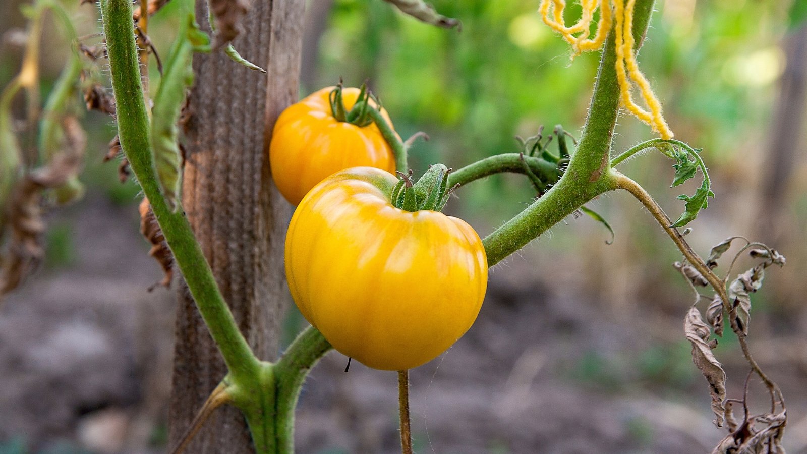 Close-up view of growing 'Golden Jubilee' tomato clusters. Solanum lycopersicum ‘Golden Jubilee’ captivates with its robust vines bearing clusters of large, globe-shaped tomatoes renowned for their vibrant golden-yellow hue. Each fruit boasts a smooth, slightly ribbed skin and a plump, meaty texture filled with juicy flesh.