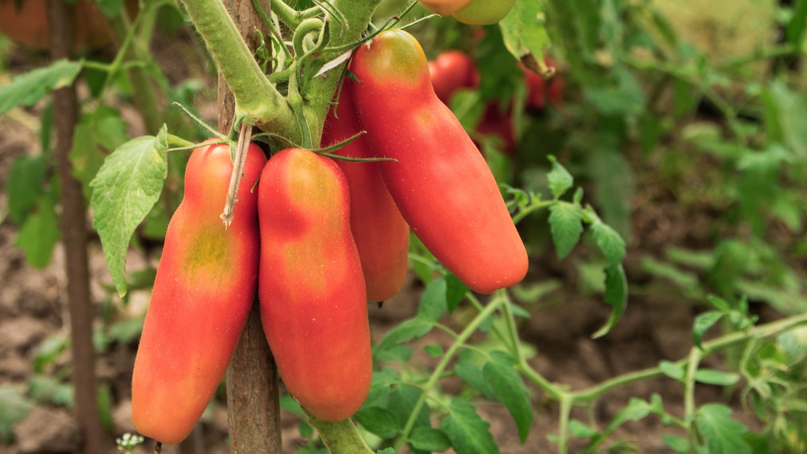 Solanum lycopersicum ‘Pink Fang’ displays elongated, serrated leaves and yields medium-sized, oblong fruits with a vibrant pink hue, smooth skin, and juicy, flavorful flesh.