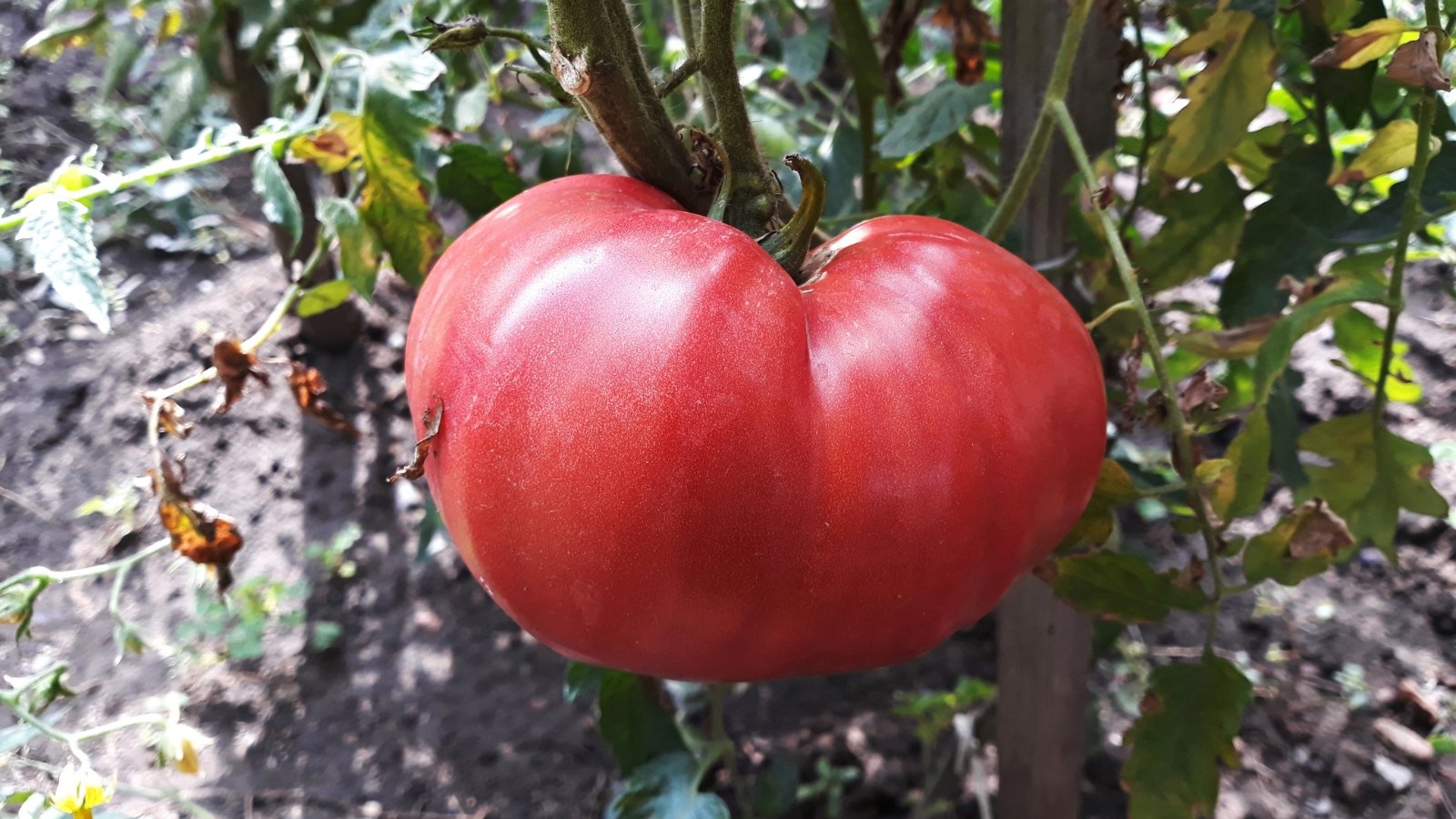 Close-up of a ripe 'Rose de Berne' tomato in a sunny garden with green foliage in the background. The plant produces a large fruit that is bright pink-red in color with a smooth texture.