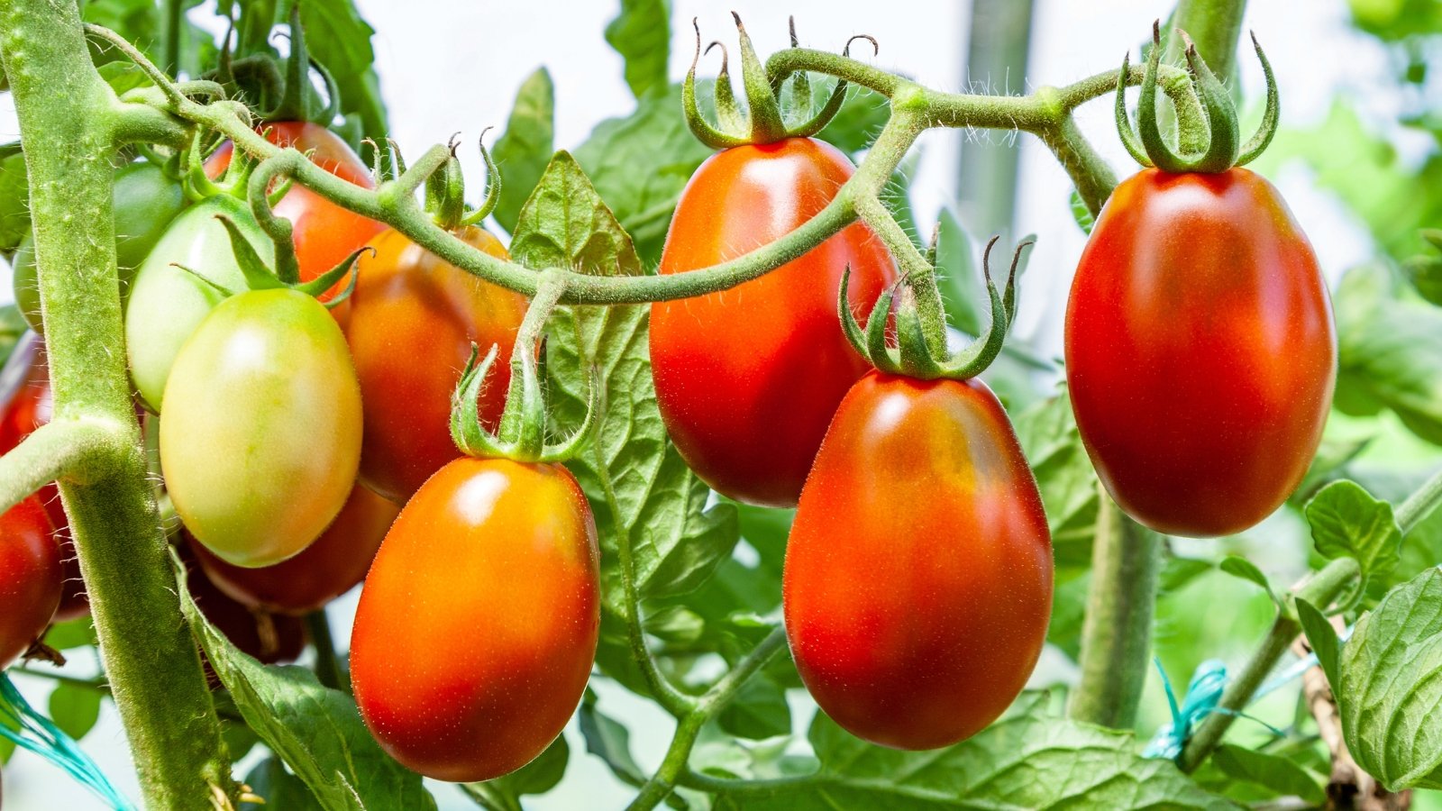 The fruits of Solanum lycopersicum 'Russian Big Roma' are large, meaty, and oblong, boasting a rich red hue. 