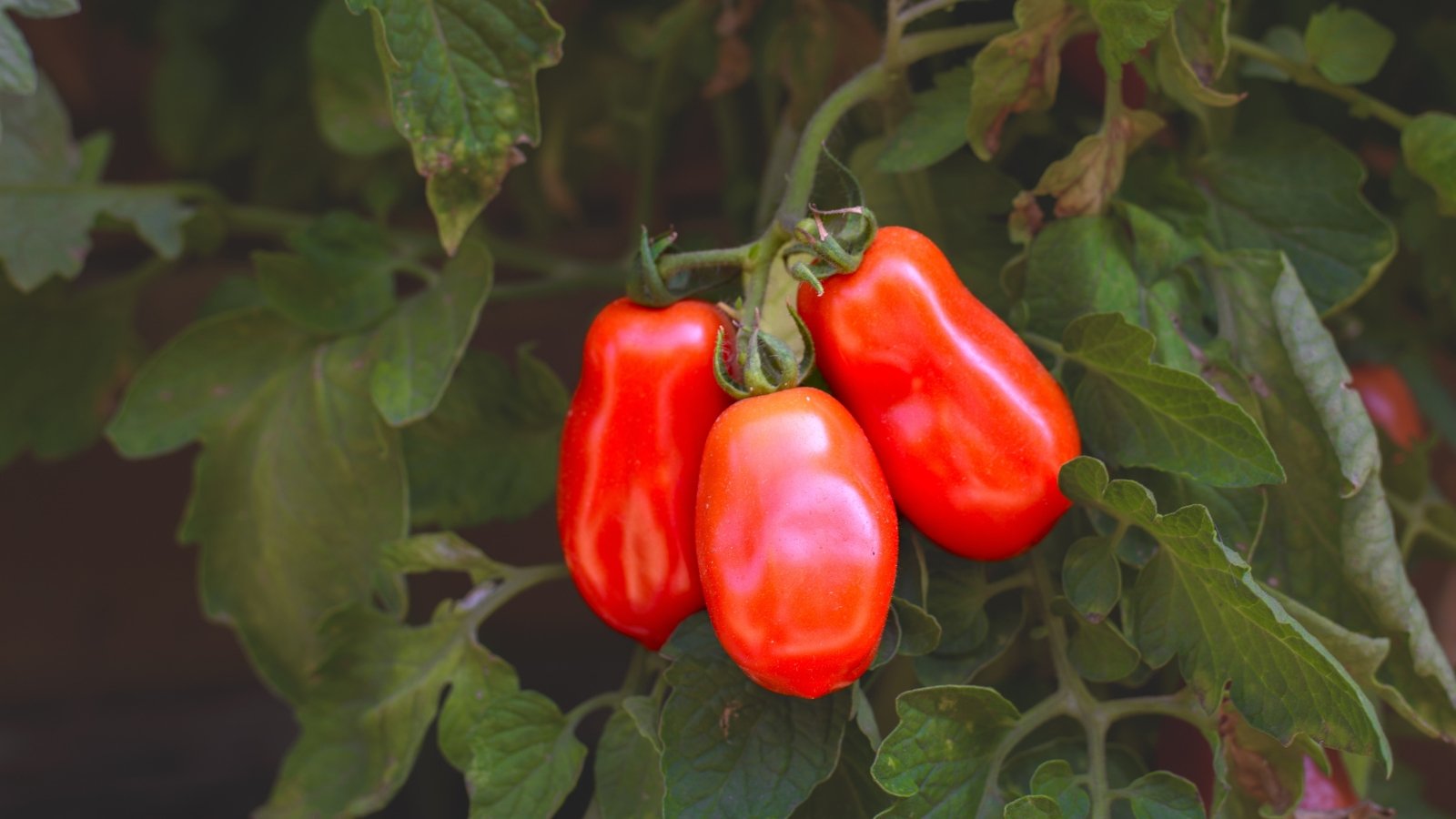 Solanum lycopersicum 'San Marzano' is characterized by its elongated, lance-shaped leaves and elongated, plum-shaped fruits with a vibrant red hue and meaty texture.