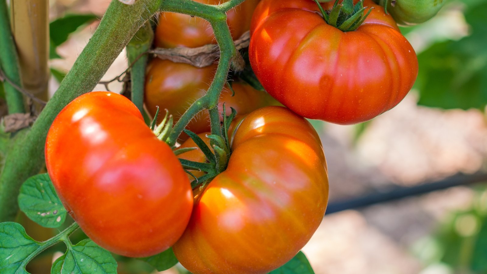 Close-up of ripe 'Soldacki' tomatoes in a sunny garden. Solanum lycopersicum ‘Soldacki’ presents a striking appearance with its vigorous vines bearing clusters of large, globe-shaped tomatoes. The fruits feature a rich, deep-red hue with occasional streaks of green. Each tomato boasts a smooth, slightly ribbed skin.