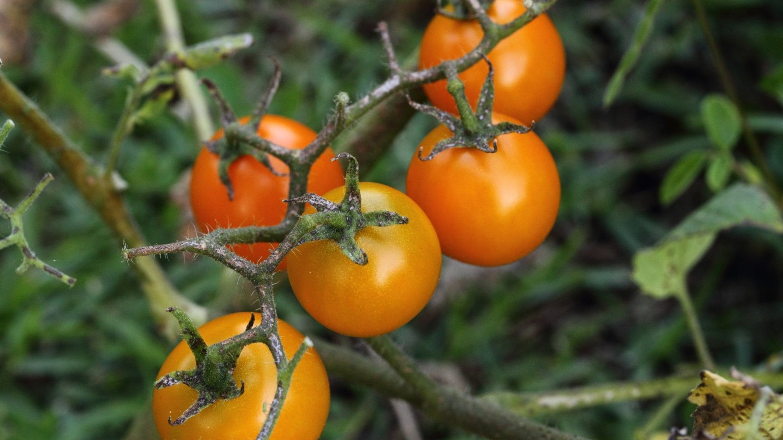 Close-up of a 'Sun Gold' tomato cluster against a blurred background of green foliage. Solanum lycopersicum ‘Sun Gold’ dazzles with its vigorous vines bearing clusters of small, golden-orange cherry tomatoes. The fruits feature a glossy, smooth skin and a plump, juicy texture.