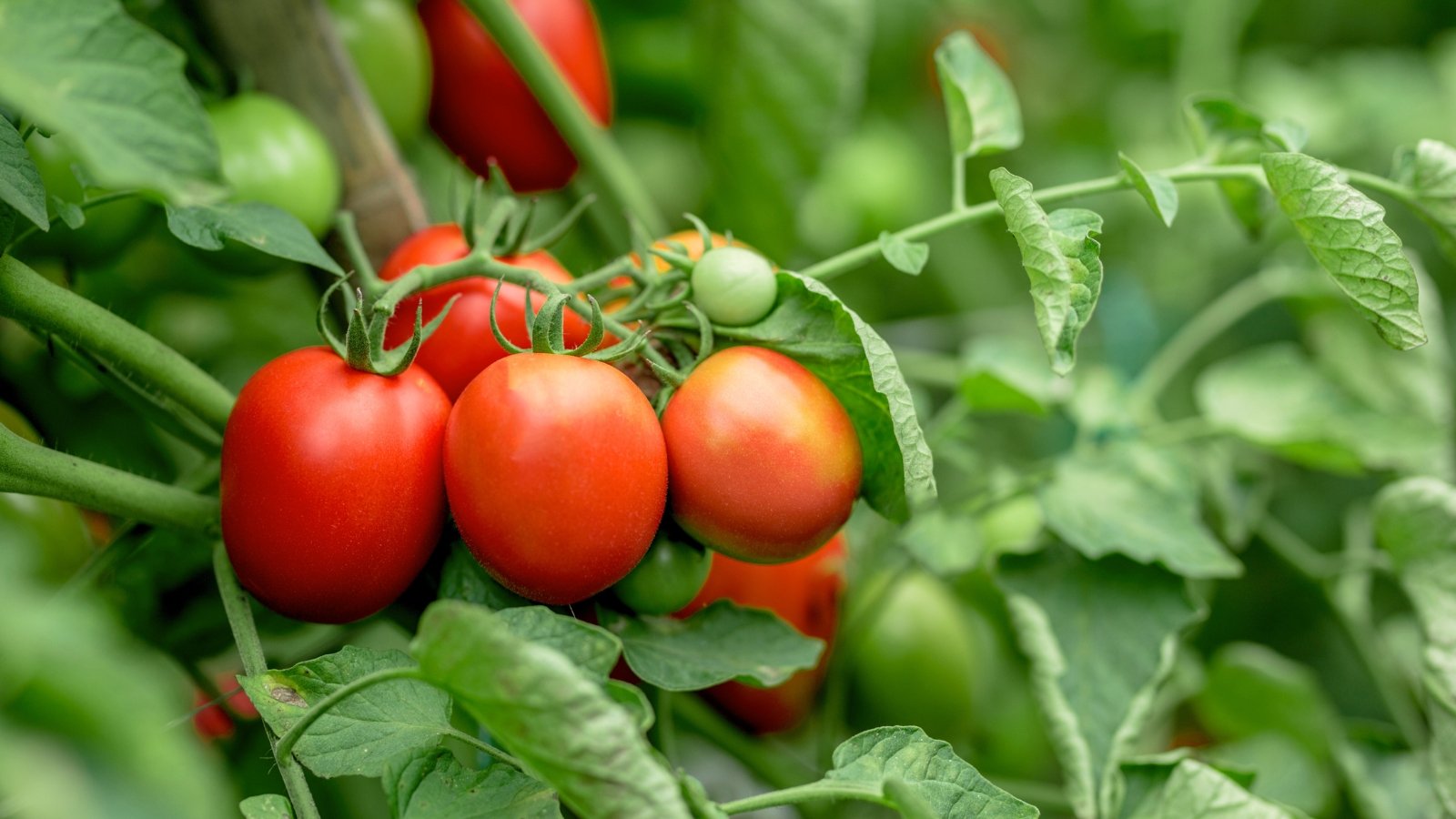 Close-up of Tomato plants showing lush green foliage and producing clusters of round, juicy red fruits.