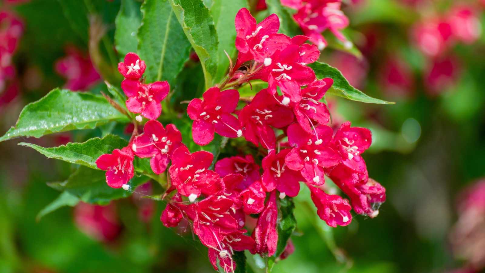  A close-up of 'Sonic Bloom Red' weigela shrub reveals vivid pink blooms nestled amidst lush green foliage, creating a striking contrast against the verdant backdrop.