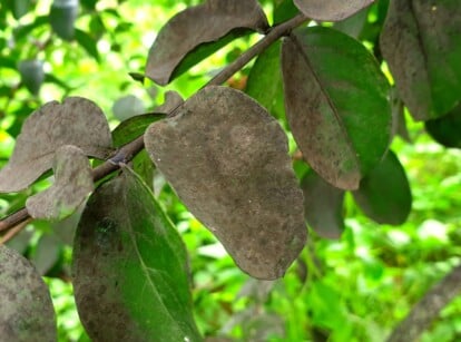 Close-up of Lagerstroemia indica affected by sooty mold in the garden. Lagerstroemia indica, commonly known as crepe myrtle, suffering from sooty mold presents with a distinctive appearance characterized by a dark, velvety coating covering its leaves. The affected plant's foliage takes on a dull, blackened appearance, obscuring its natural color and reducing photosynthetic capacity.