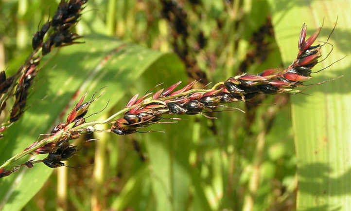 Sorghum bicolor