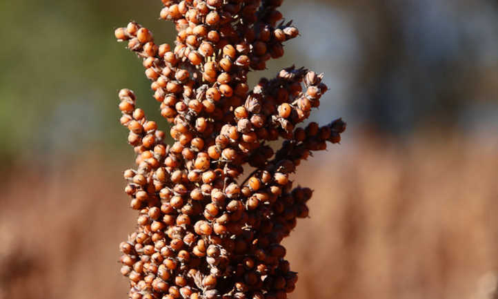 Sorghum closeup