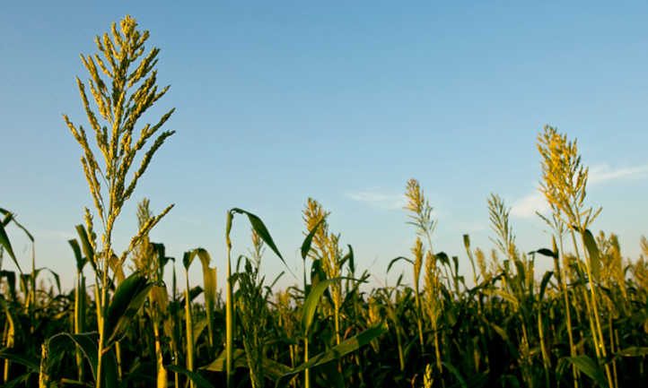 Sorghum field