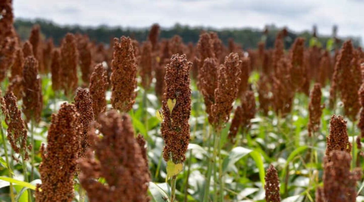 Sorghum plant