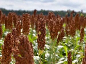 Sorghum plant