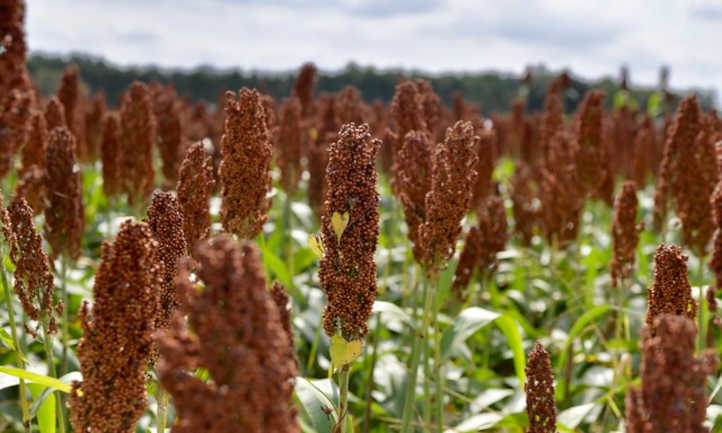 Sorghum plant