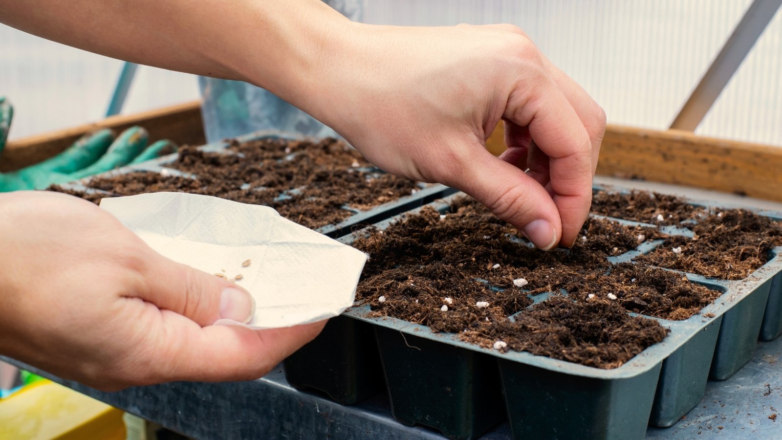 Close-up of gardener's hands sowing tomato seeds into starting trays in a greenhouse.