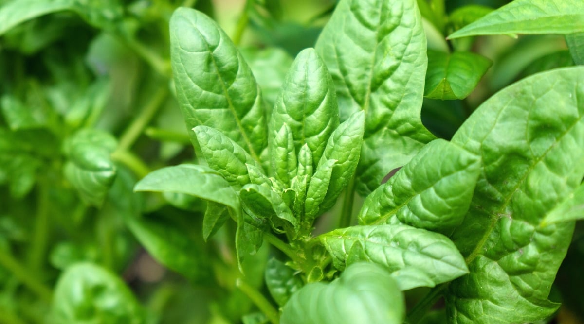 Close-up of spinach growing in the garden. Spinach (Spinacia oleracea) is a leafy green vegetable that belongs to the Amaranthaceae family. The plant forms a rosette of leaves. Spinach leaves are simple, smooth and tender, dark green in color and characteristically oval or triangular in shape. They have a slightly wrinkled texture and are rich in nutrients.