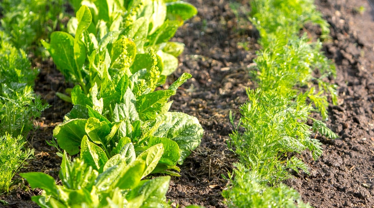 Close-up of a vegetable garden with rows of growing spinach and carrots. The beds are watered with automated overhead irrigation. The spinach plant is a leafy green vegetable with bright green leaves arranged in dense rosettes. The leaves are smooth, have a characteristic oval shape, characterized by a wide flat plate with pointed ends. The carrot plant has feathery, fern-like green leaves that are tender and arranged in a rosette at the top of the plant.