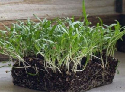 Spinach microgreens