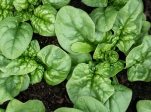 A close-up reveals lush, vibrant spinach plant leaves, their deep green hues hinting at their readiness for harvest. Nestled in dark, rich soil, they await eager hands to pluck them, promising freshness and nutrition.
