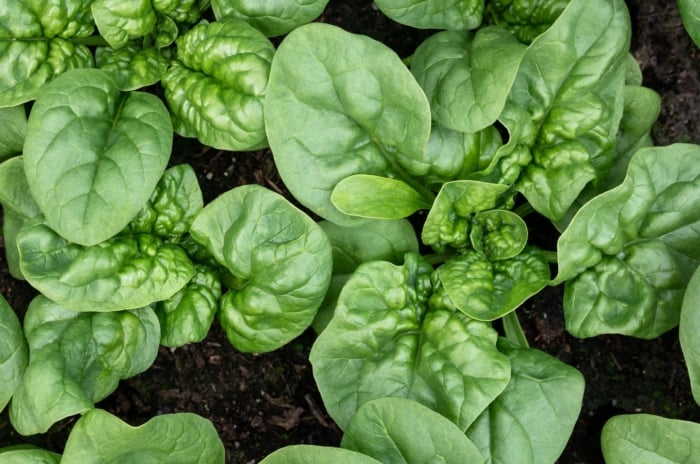 A close-up reveals lush, vibrant spinach plant leaves, their deep green hues hinting at their readiness for harvest. Nestled in dark, rich soil, they await eager hands to pluck them, promising freshness and nutrition.