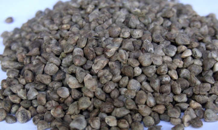 Spinach seeds