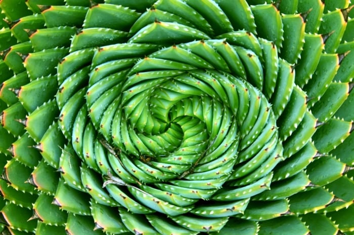 A close-up of a spiral aloe, its green leaves adorned with thorns, captures attention with its intricate spirals. Under the sun's gentle rays, the plant glows, its vibrant hues illuminated in a captivating display of nature's beauty and resilience.